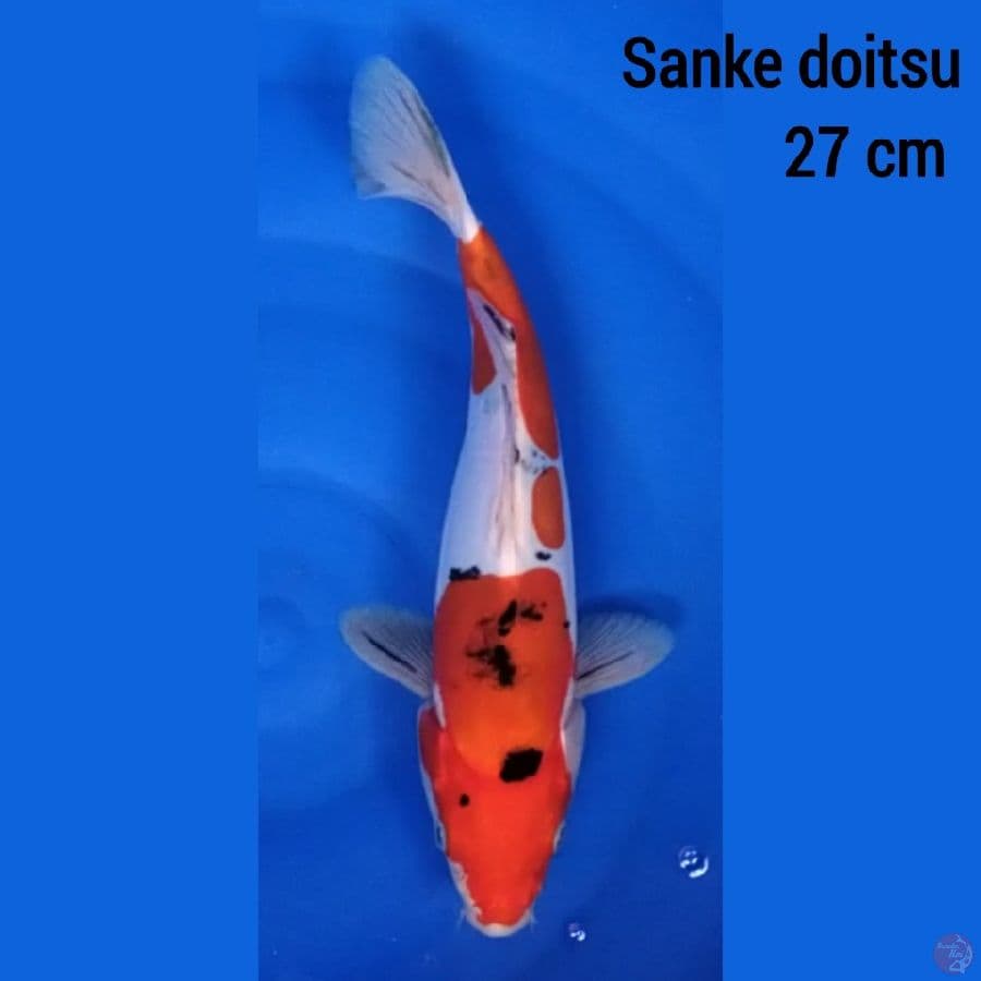 Sanke Doitsu 27 cm
