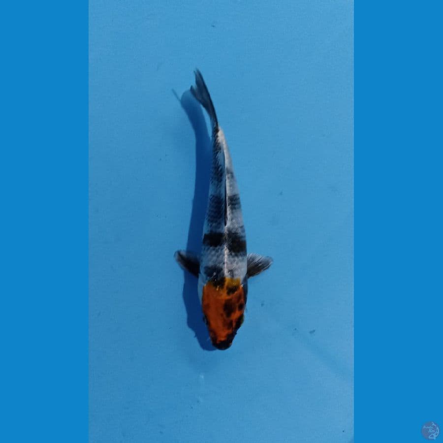 tancho kin showa 17cm