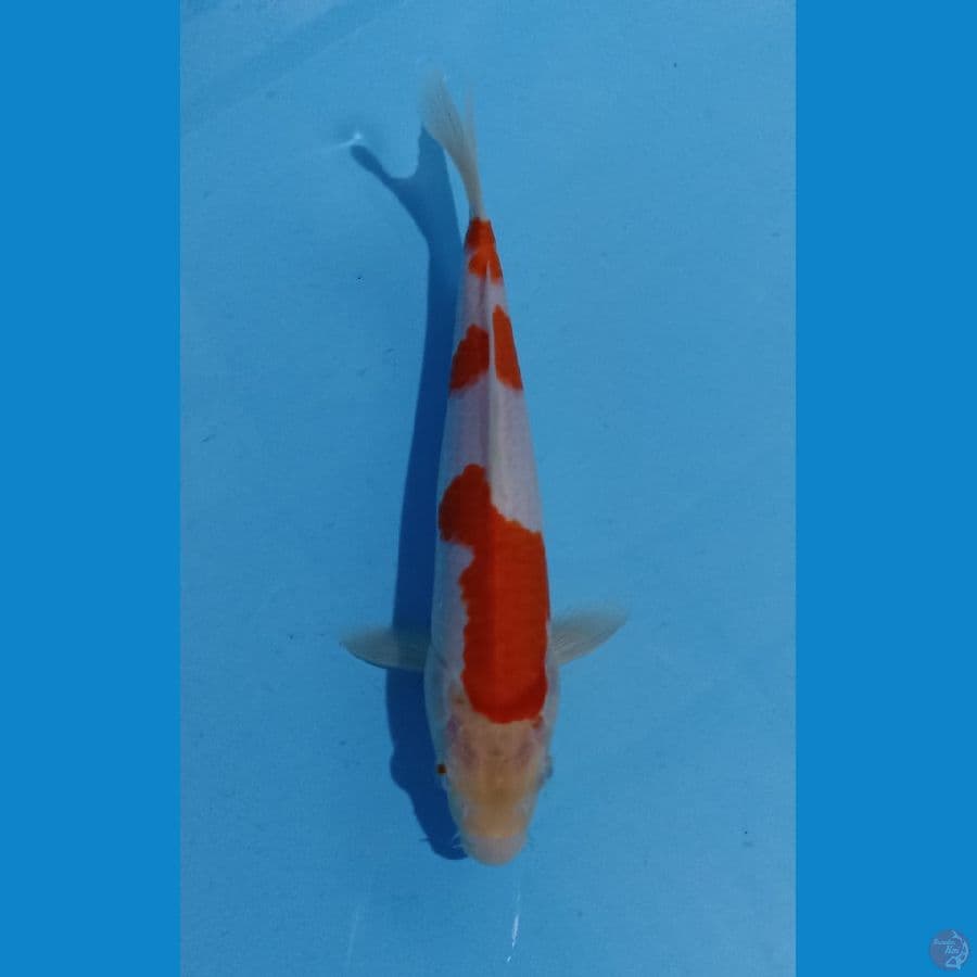 kohaku 25cm