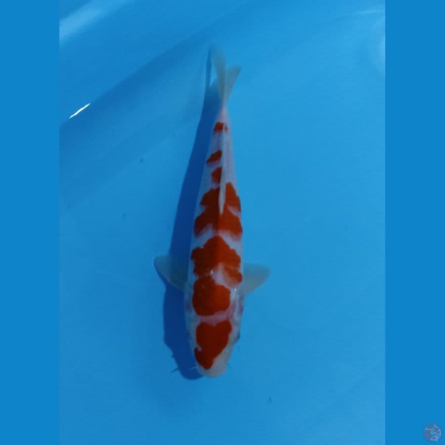kohaku 28cm
