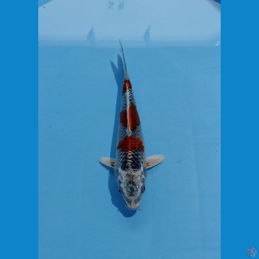 kujaku 20cm