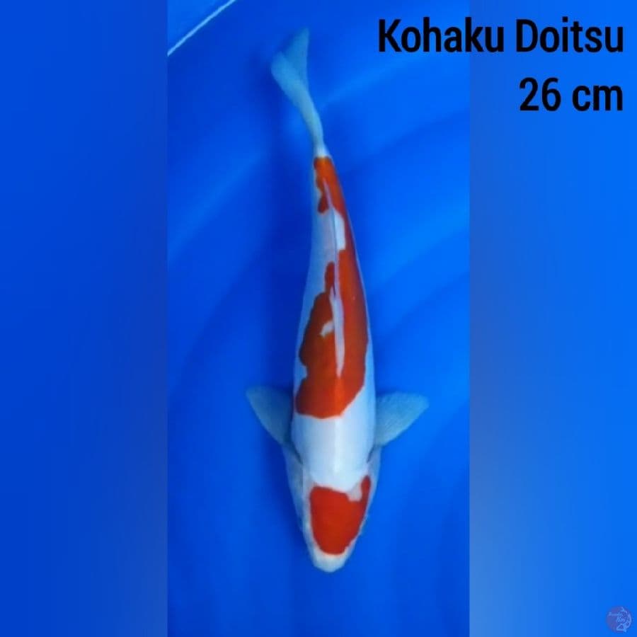 kohaku Doitsu 26 cm