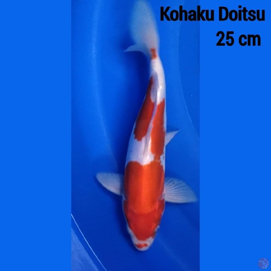 kohaku Doitsu 25 cm 