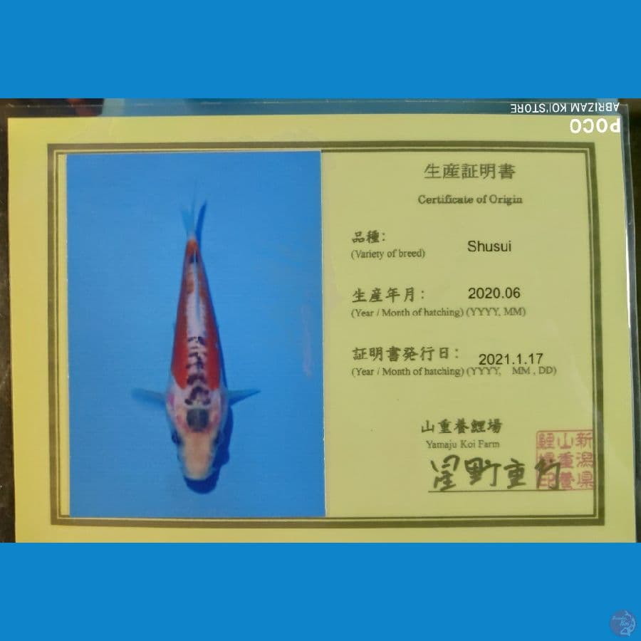 Shusui Yamaju 45bu