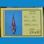 Shusui Yamaju 45bu