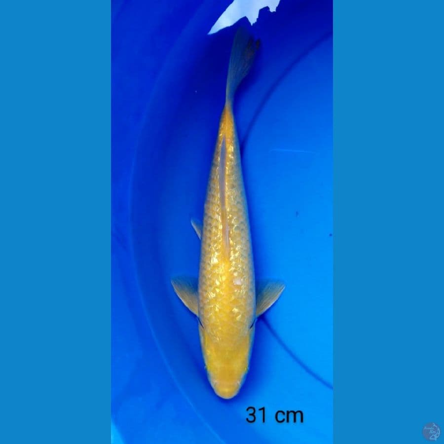 Karashi punuk ginrin 31 cm