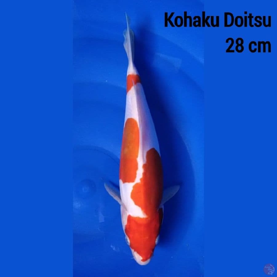 kohaku Doitsu 28 cm