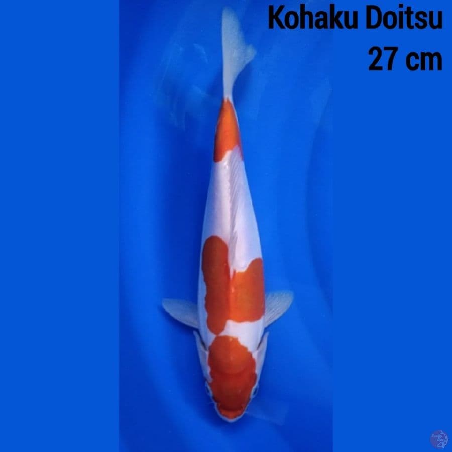 Kohaku Doitsu 27 cm