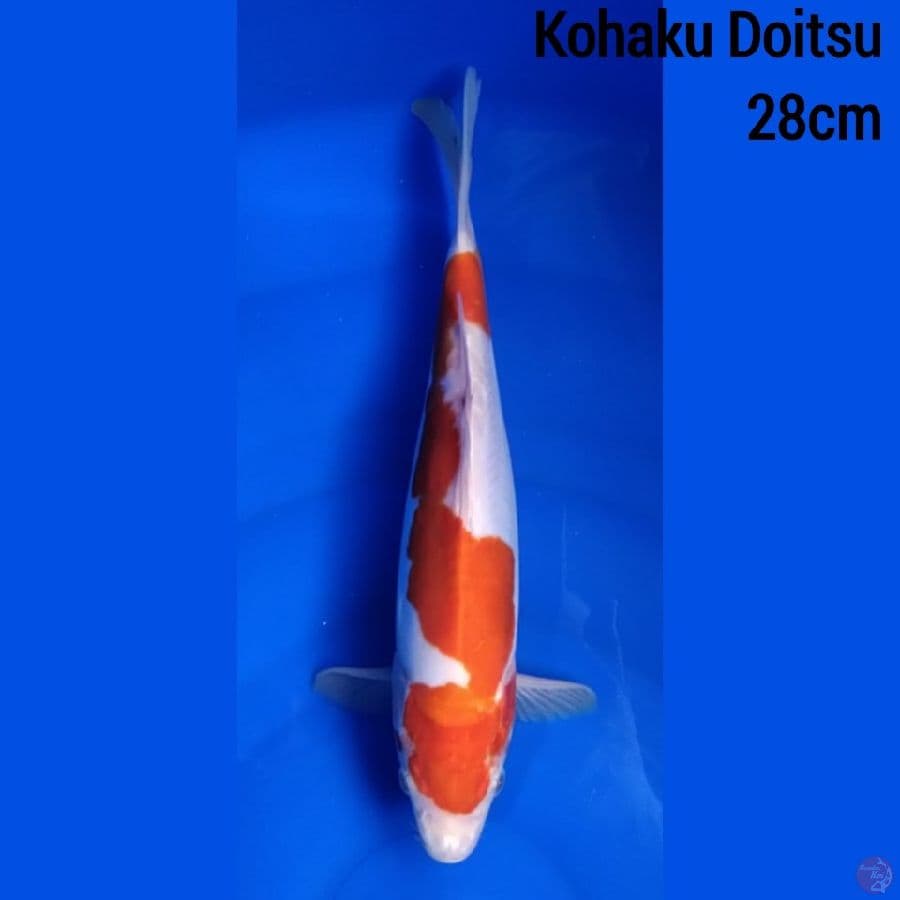 Kohaku Doitsu 28 cm