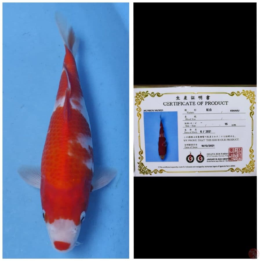 Ogata Kohaku