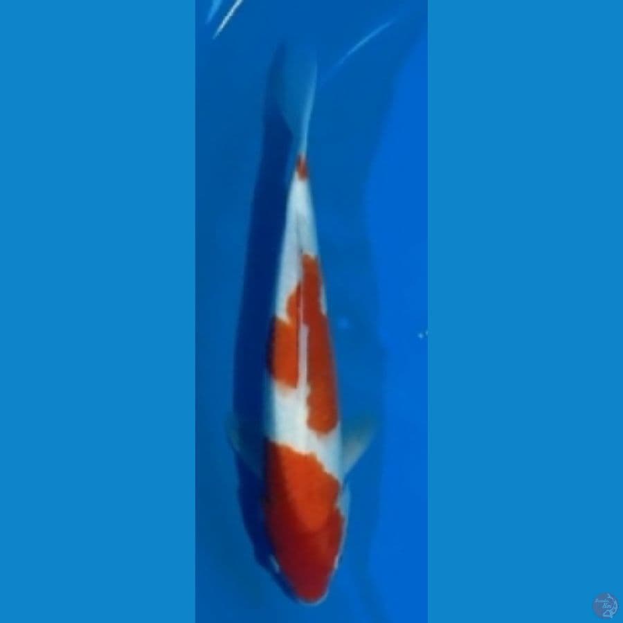 KOHAKU 30CM