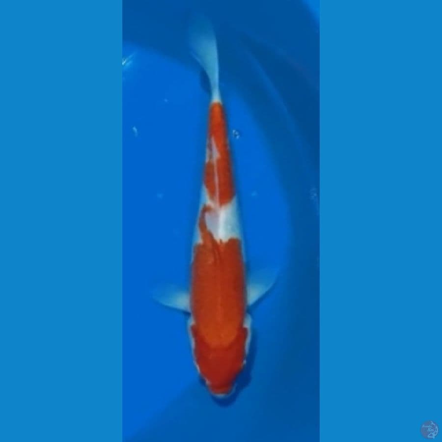 KOHAKU 30CM