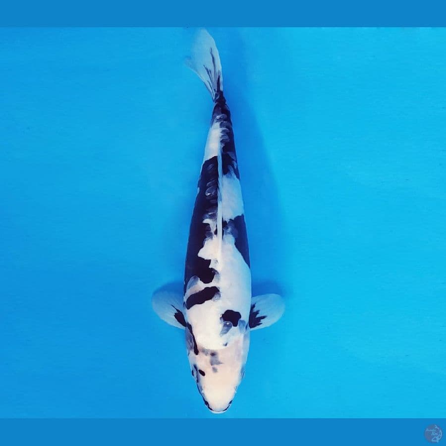 SANTORINI DOITSU 7 ~ SHIRO DOITSU 29 cm/male ™
