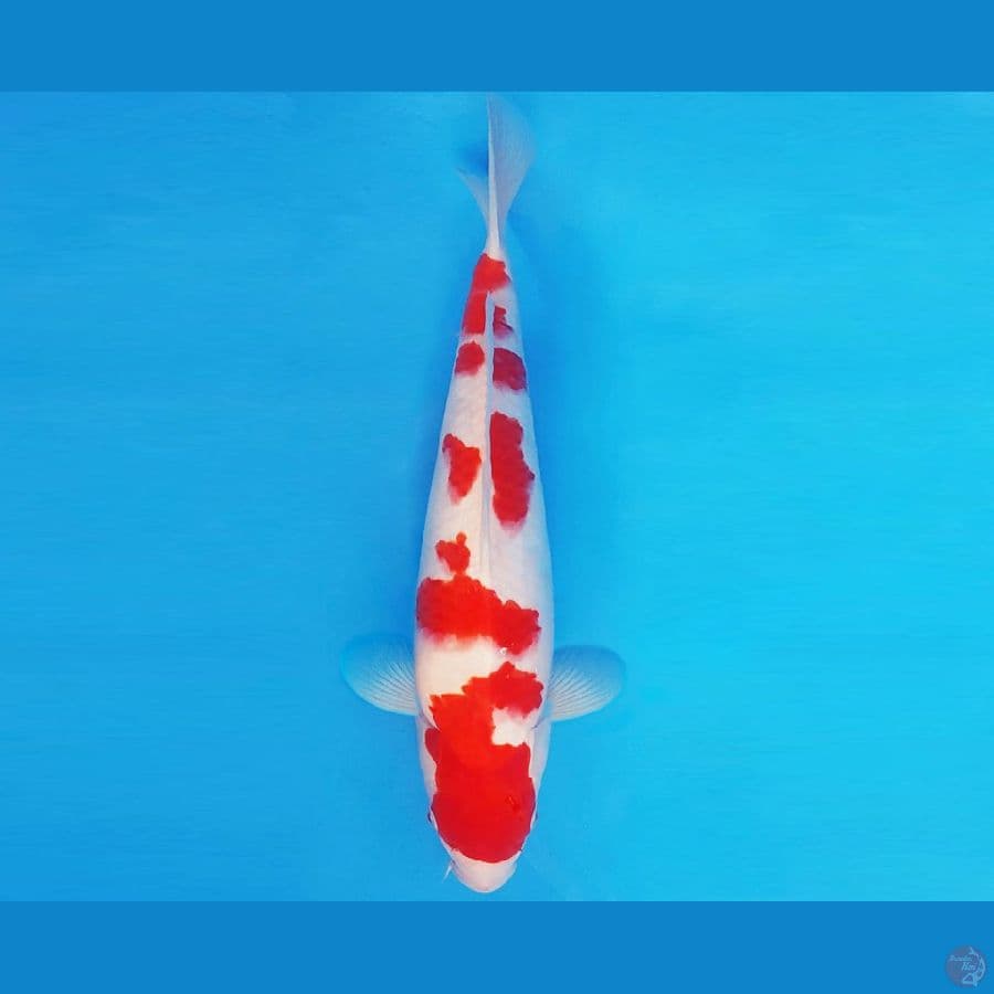 SANTORINI 8 ~ KOHAKU 33 cm/male ®