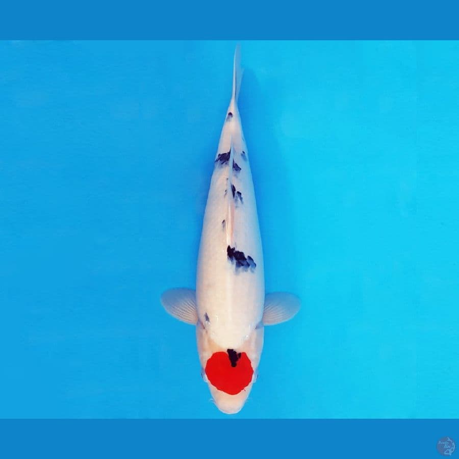 SANTORINI 14 ~ TANCHO SANKE JUMBO 40 cm/fm ™