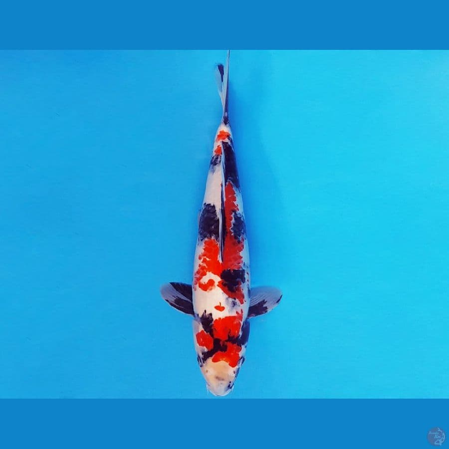 SANTORINI 15 ~ SHOWA EVO 32 cm/male ™