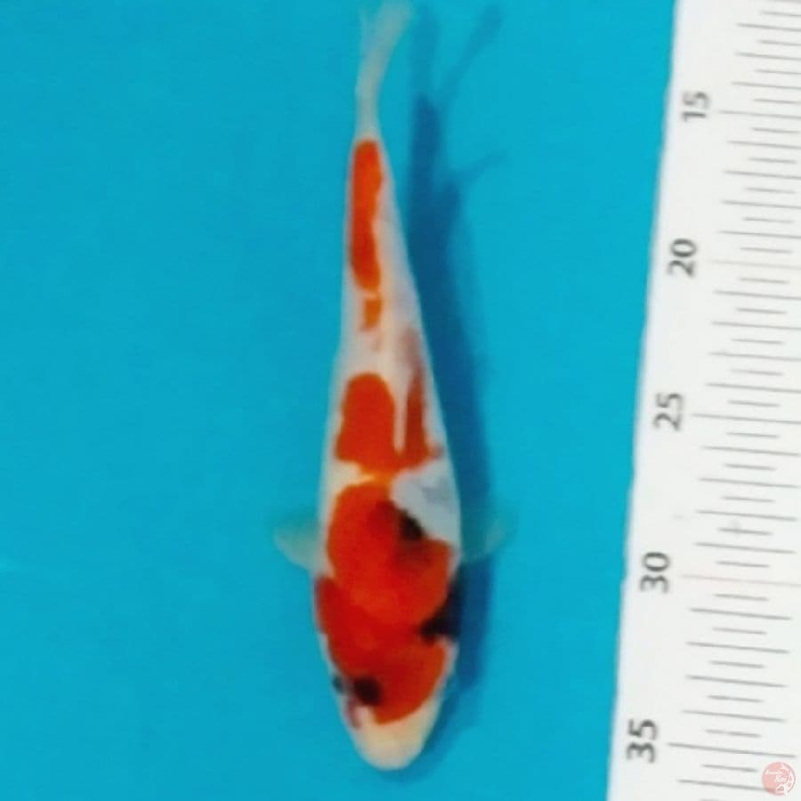 kindai showa tategoi