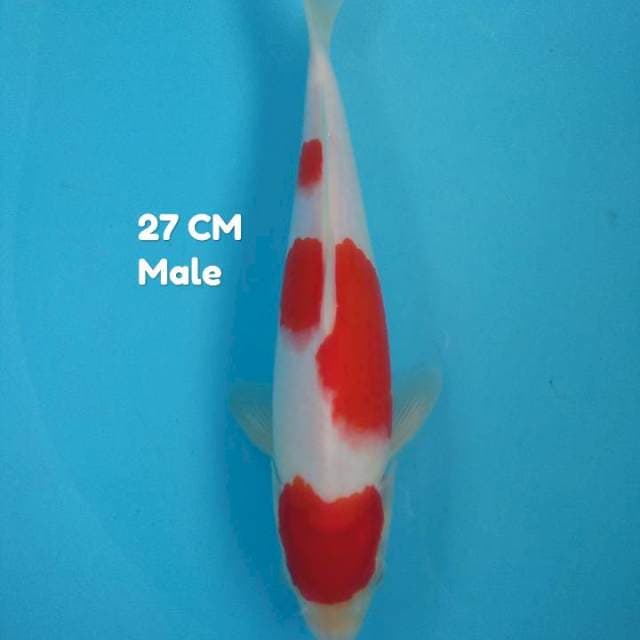 Sandan kohku 27 cm MALE original 