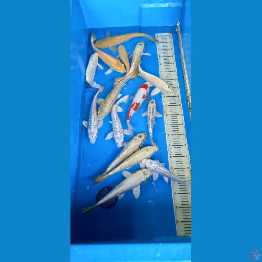 paket mix 15 ekor 26-36 cm