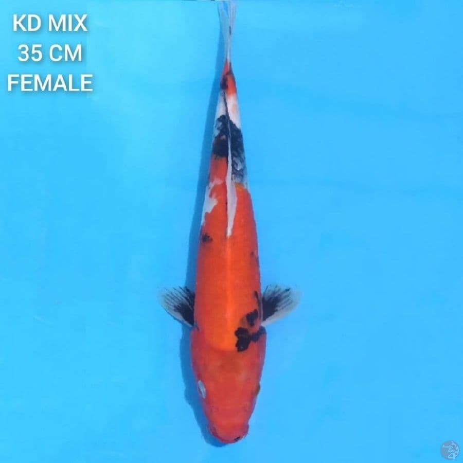 Showa 35cm Female