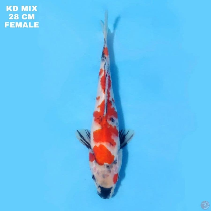 Kindai Showa 28cm Female