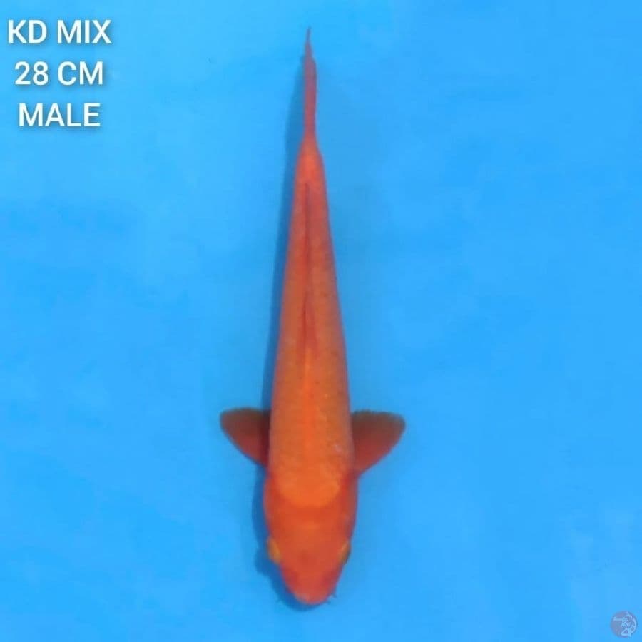 Benigoi 28cm Male