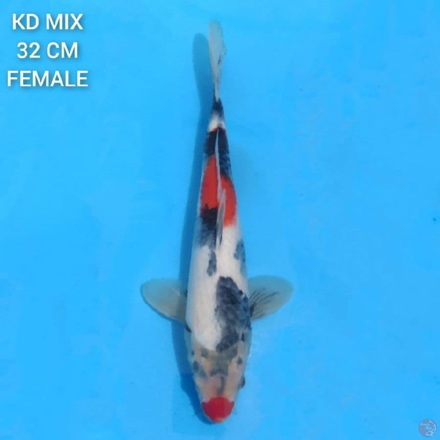 Kage Showa 32cm female