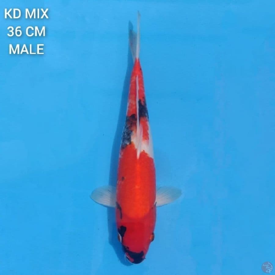 Showa Tategoi 36cm Male