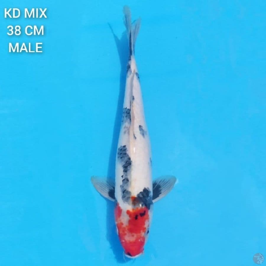 Showa Tategoi 38cm Male