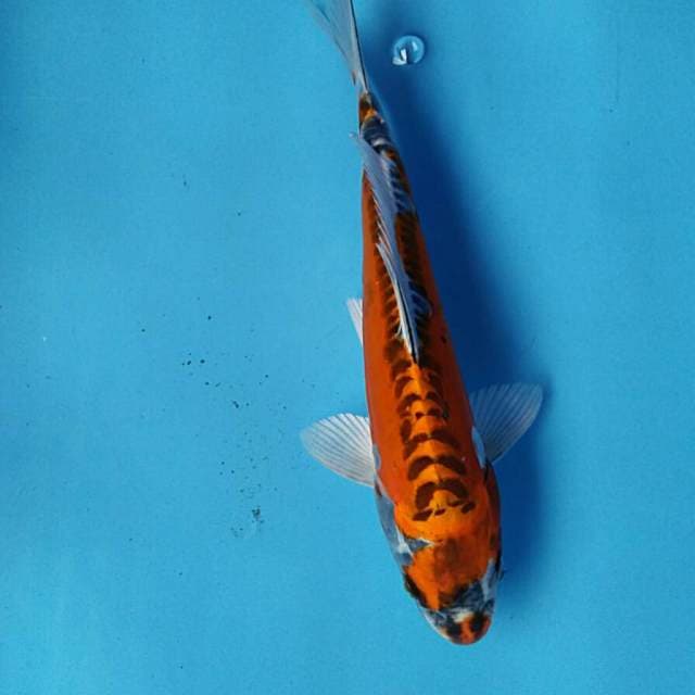 Kiko josss 26cm