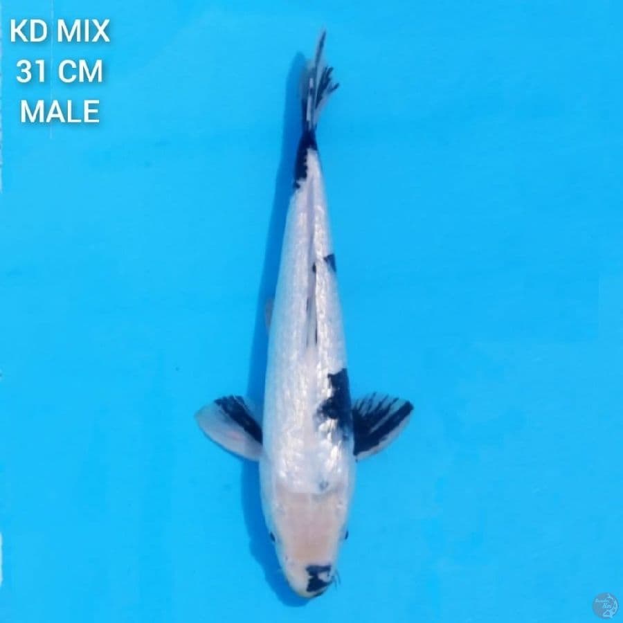 Full Ginrin Bahan Keeping 31 cm Male