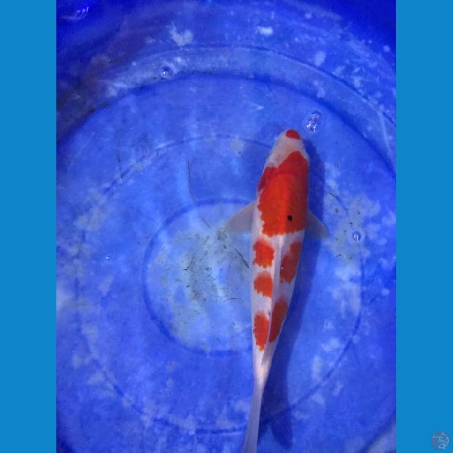 Kohaku 25 cm