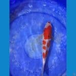 Kohaku 25 cm