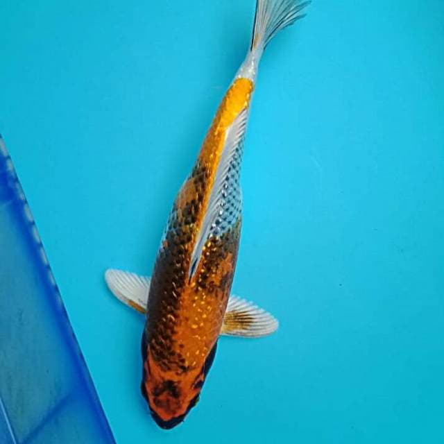 Gin showa 29cm
