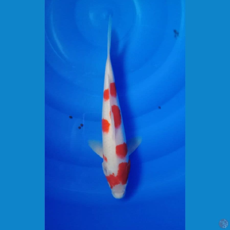 sakura ori 29cm/ M