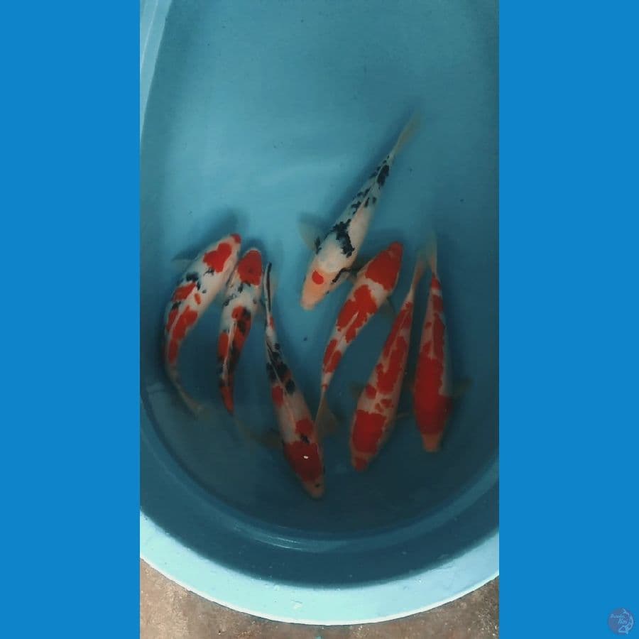 paket kohaku sanke