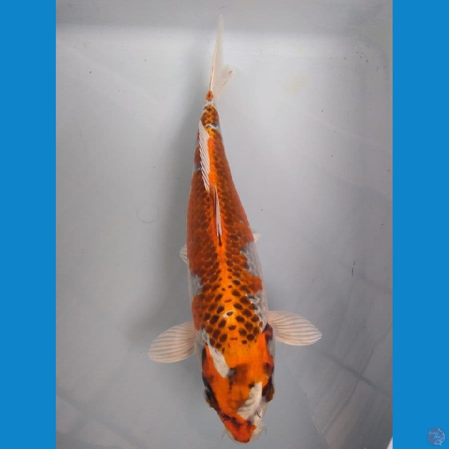 kujaku 30cm