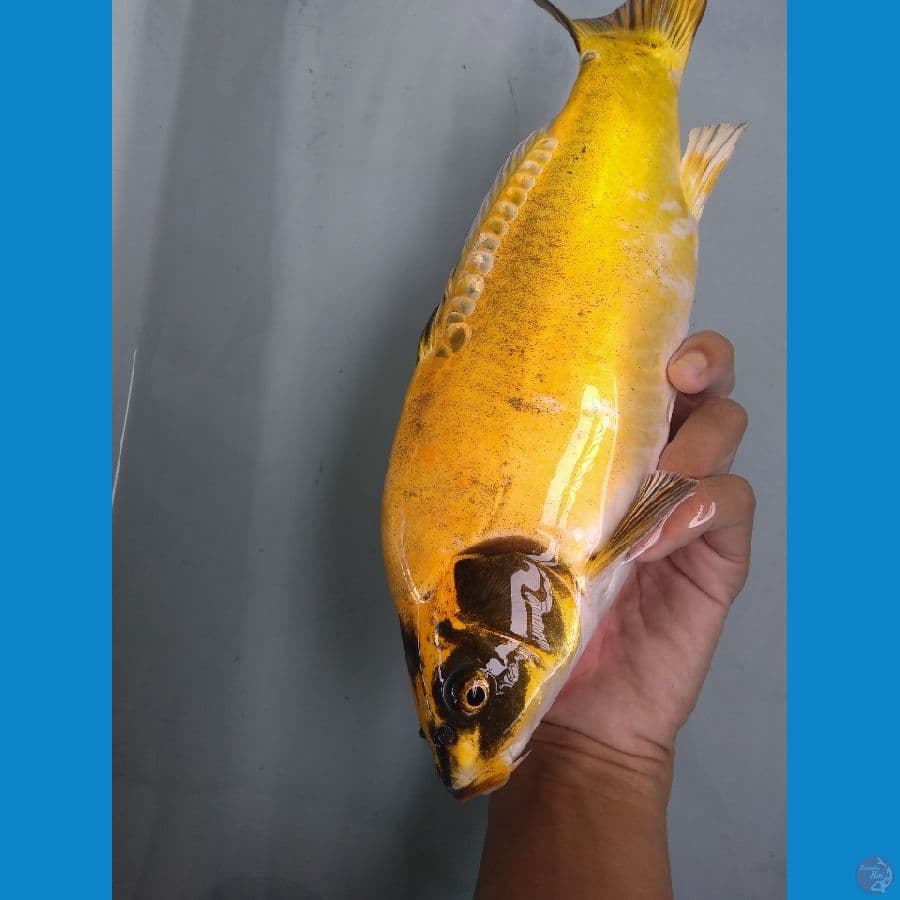 Kiko 30cm