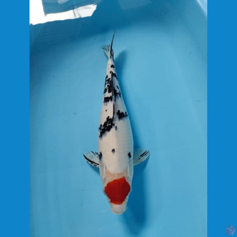 tanco sanke 37cm