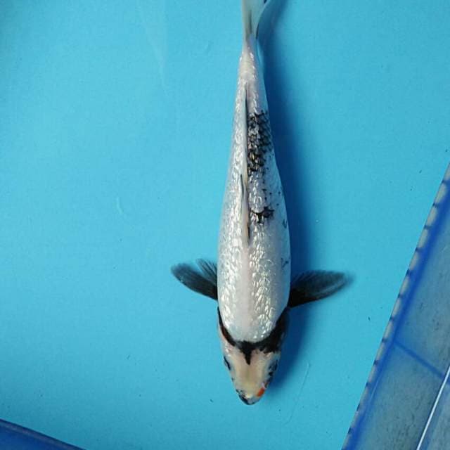 Gin shiro ginrin 28cm