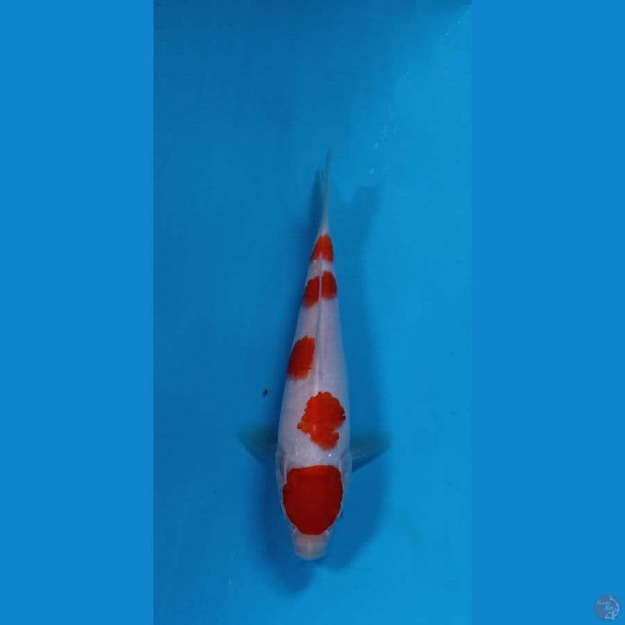 kohaku 17cm
