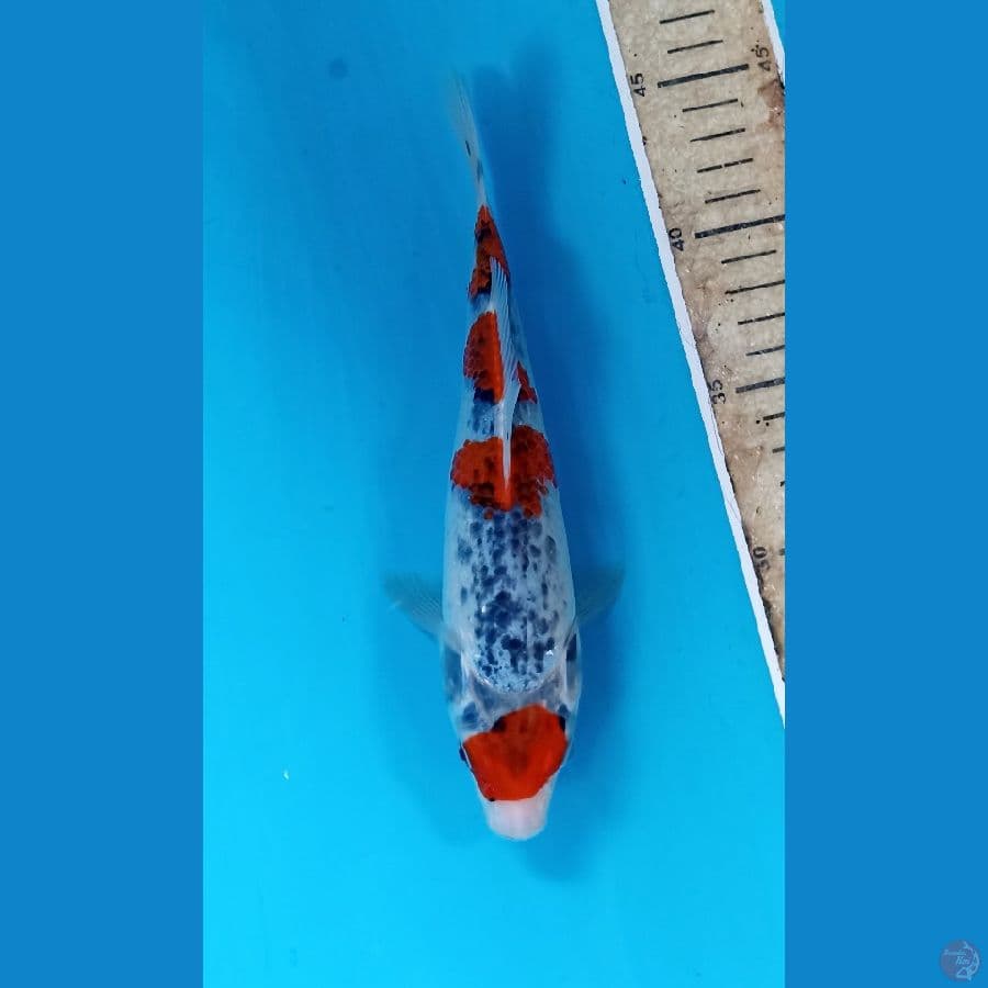 goshiki 25cm