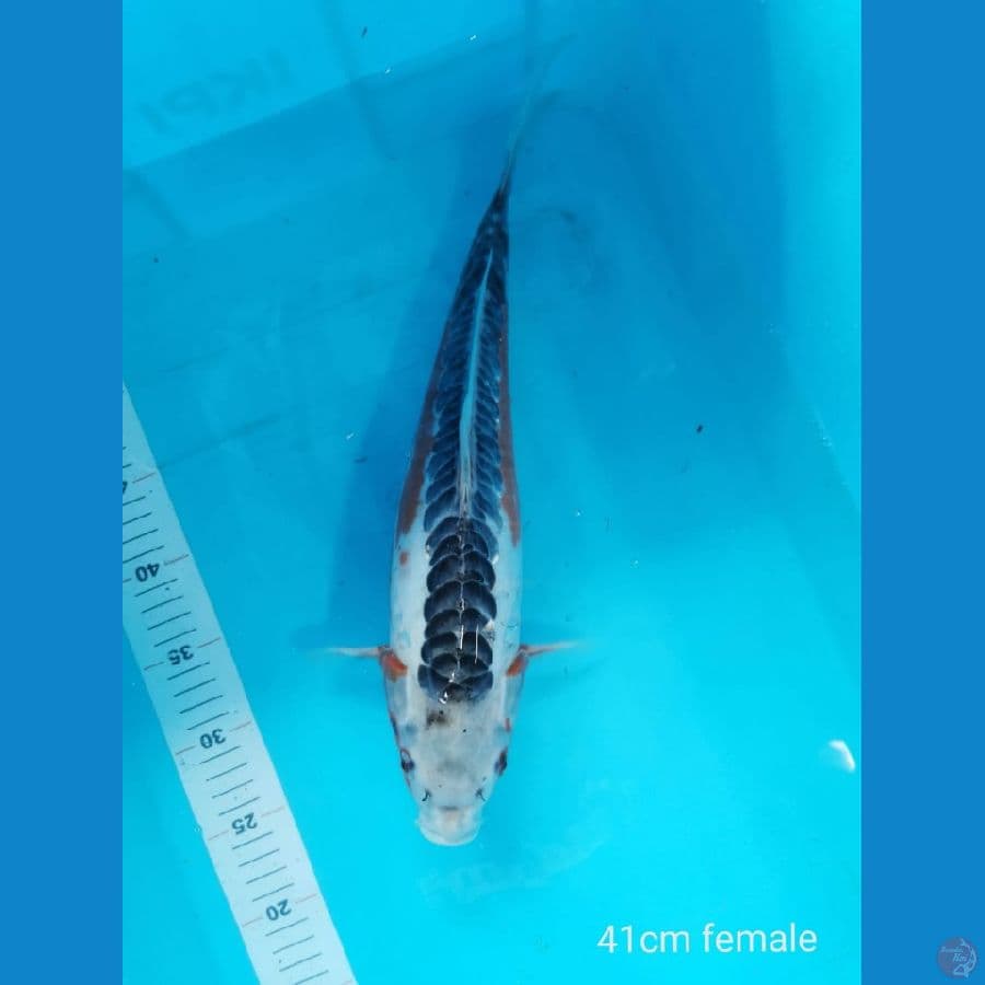 Shusui ring rapi 41 cm