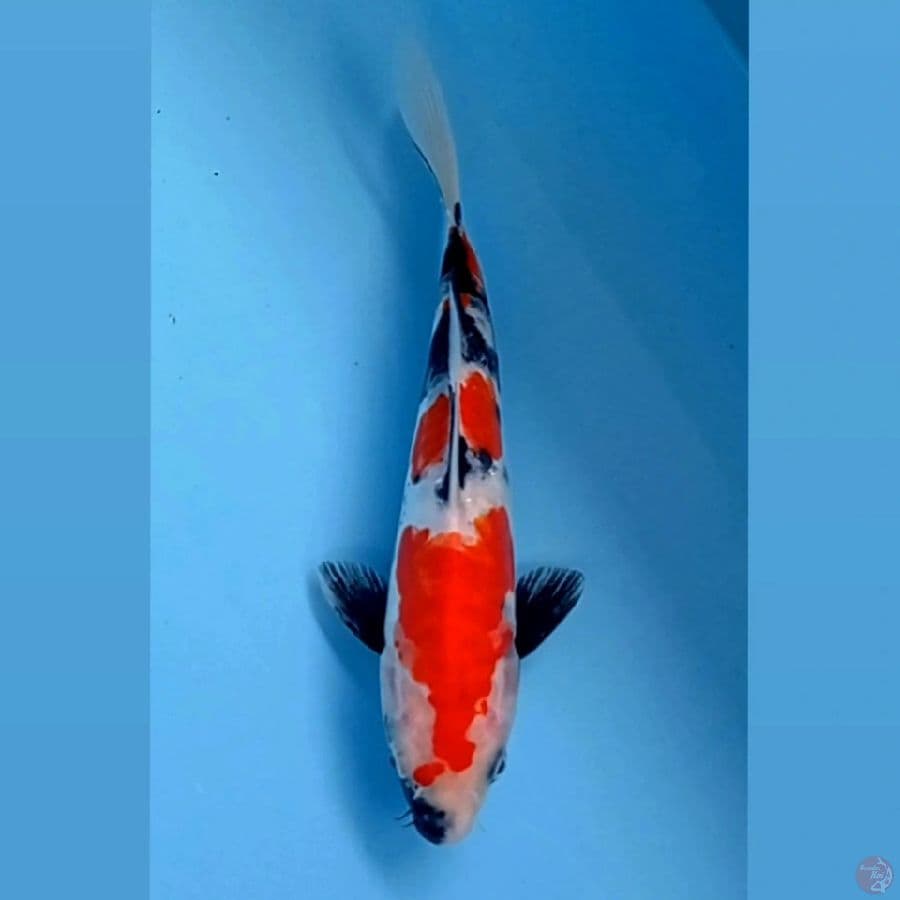 showa doitsu, 22 cm
