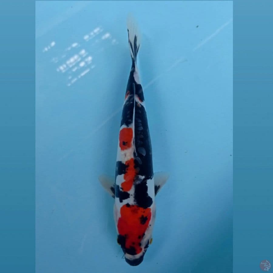 showa doitsu, 22 cm