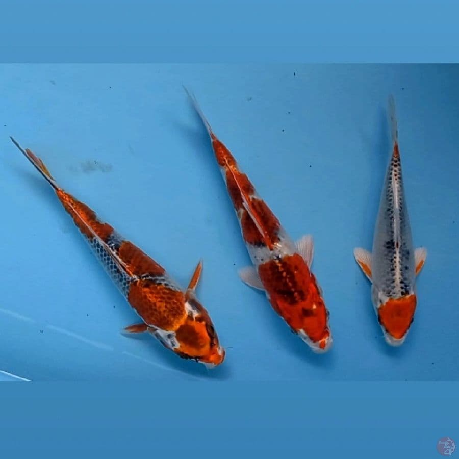kujaku, 18 - 22 cm