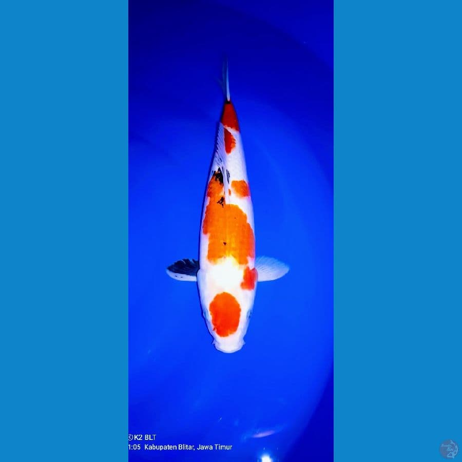 maruten sanke ori 40 cm