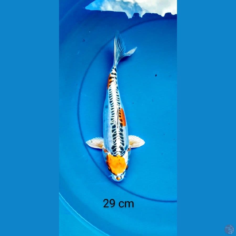 kiko 29 cm