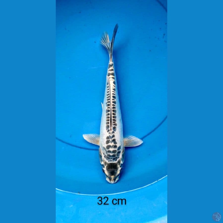 tancho shushui 32 cm