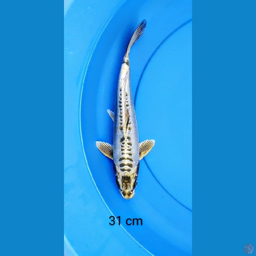 kawarimono 31 cm